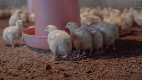 Small broilers are eating some crumbs/seeds in a crowded chicken farm. Stock-Footage 107992303