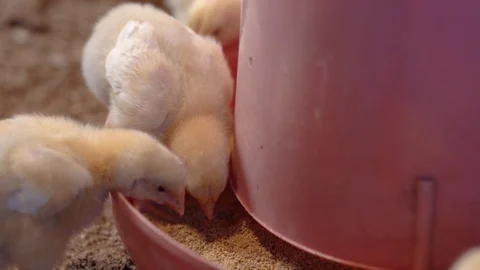 Small broilers are pecking the seeds from a plastic feeder. Close-up view, Stock-Footage 107992287