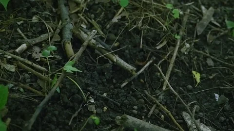 A small broken branch lying on the ground, background Stock Footage 76711379