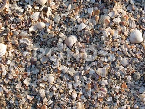 The small broken cockleshells on a beach. Background. 2 Stock Photos