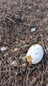 A small broken egg fell from a tree and its insides were eaten by someone Stock Photos