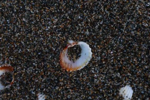 A small broken seashell rests on a bed of dark, textured coarse sand on a beach, Stock Photos
