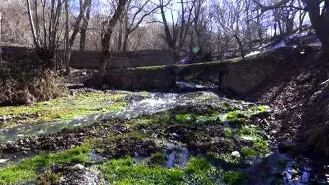 A small broken tree arches over a forest river which, stock footage. Stock Footage 304784433