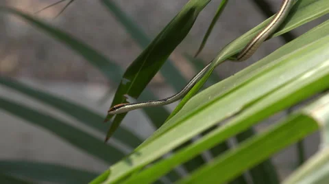 Small bronze back snake Stock Footage 61541991