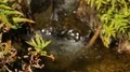 Small brook with crystal water running within banks covered in grass, flowers HD Footage