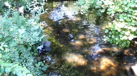 Small Brook Flowing Stock Footage 831149