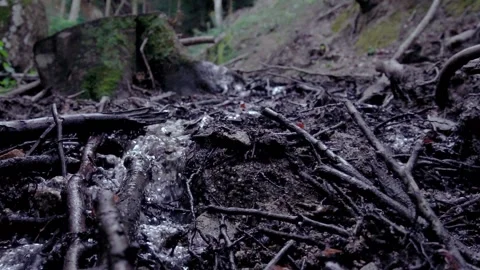 Small brook flowing through forest moody autumn Video stock 141292789
