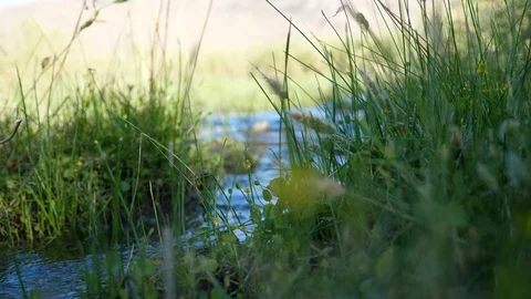 Small brook flowing through a meadow Stockbeeldmateriaal 92649610