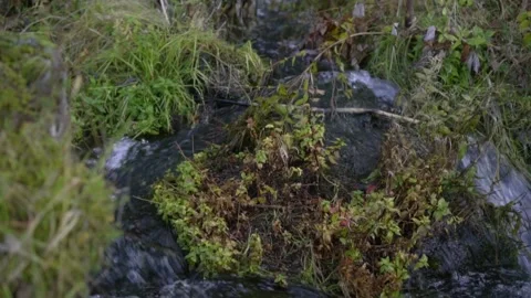 A small brook flows down from the mountains. A brook flows among grass and Stock Footage 130445910