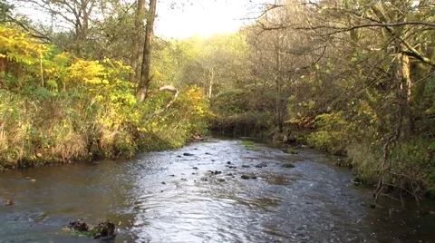 Small brook. Stock Footage 43221616
