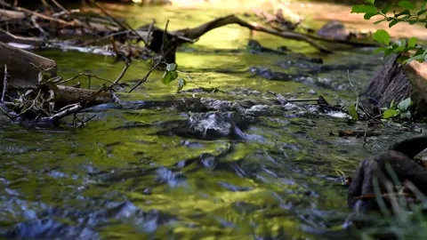 A small brook in the forest close-up. Stock Footage 130440246