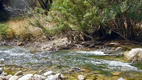 A small brook in a green forest. Stock-Footage 77138064