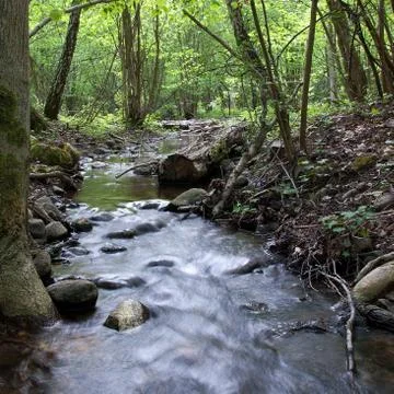 Small brook Stock Photos