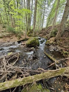 Small brook Fotos de archivo