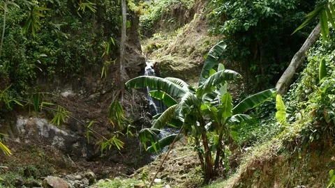 Small Brook in rain forest 動画素材 74948903