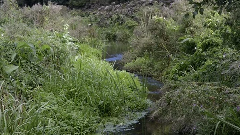 Small brook running through meadow Stock Footage 104135647