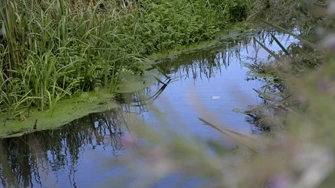 Small brook running through meadow Stock Footage 104135658