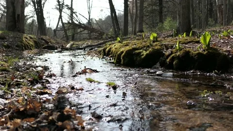 Small brook stream in the deep woods. Stock-Footage 148676141
