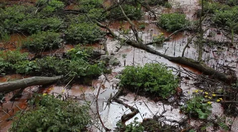 Small brook in a swamp Stock Footage 49902292