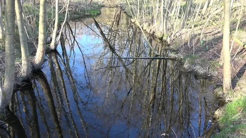 Small brook tilt up in dense forest moor landscape in early spring season Stock Footage 130139066