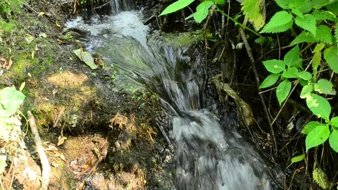 Small brook with waterfalls in a forest with lush green foliage Stock Footage 72131368