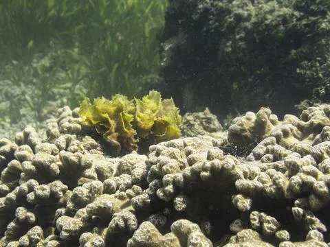Small Brown Algae Grows On A Stone Coral Stock Photos
