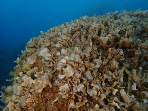 Small brown algae Peacock tail (Padina pavonica) undersea, undersea Foto stock