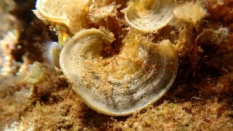 Small brown algae Peacock’s tail (Padina pavonica) close-up undersea Stock Photos