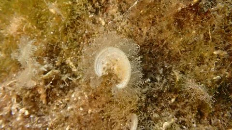 Small brown algae Peacock’s tail (Padina pavonica) close-up undersea Foto stock