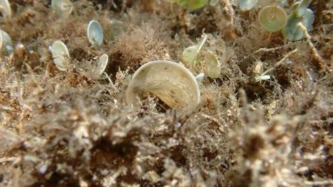 Small brown algae Peacock’s tail (Padina pavonica) close-up undersea Stock Photos