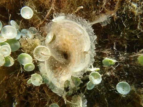 Small brown algae Peacock’s tail (Padina pavonica) close-up undersea Stock Photos