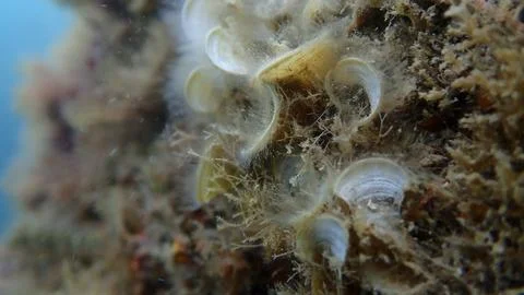 Small brown algae Peacock’s tail (Padina pavonica) close-up undersea Foto stock