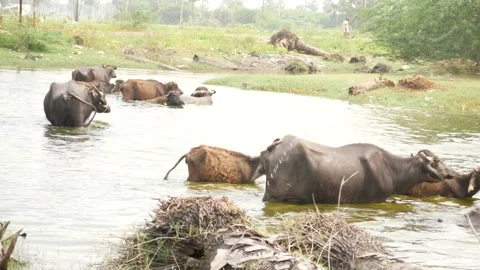 Small brown and big buffalos walking in a shallow river forest behind it Stock Footage 225686823