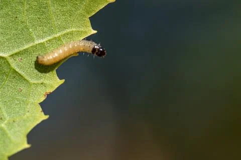 A small brown and black bug is on a leaf Stock-Fotos
