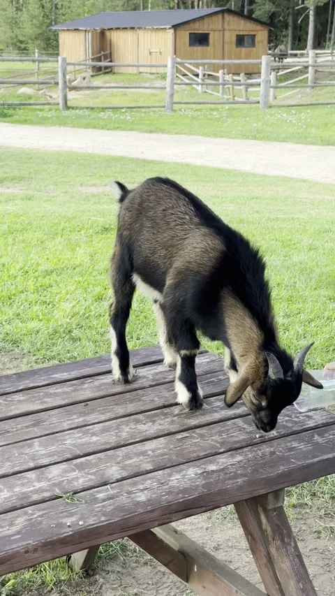 A small brown and black goat standing on a weathered wooden picnic table in.. Video stock 345414055