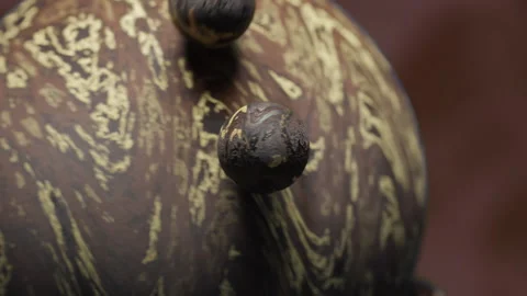 Small brown and creme colored balls orbiting a larger globe Stock Footage 253636638