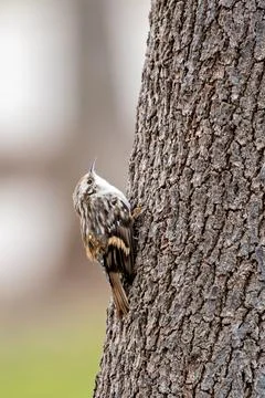 Small brown and white bird using its curved bill to find insects in bark clim Stock Photos