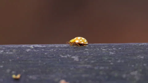 A small brown and white bug with black spots is on a grey surface Vidéo 320674045