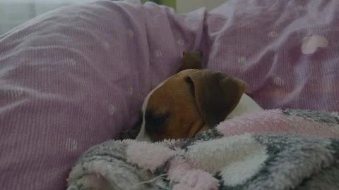 Small brown and white dog sleeps peacefully on a purple polka dot blanket Stock Footage 346276500