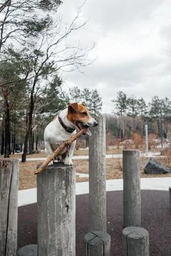 A small brown and white Jack Russell Terrier stands on a wooden post in a par Stockfoto's
