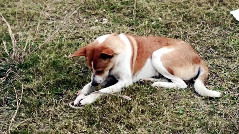 Small brown and white mixed breed dog resting attentively while chewing Stock Footage 324978586