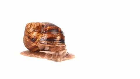 A small brown and white snail is crawling on a white background Stock Footage 320432049