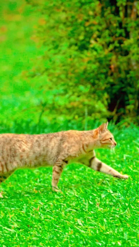 Small brown animal walking through grass Vídeo Stock 333499447