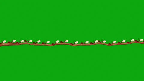 Small Brown Ants Carrying Eggs on a Branch in Seamless Loop Alpha Channel Stock Footage 161318321