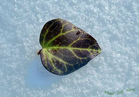 A small brown aspen leaf lying on the snow. Stock Photos