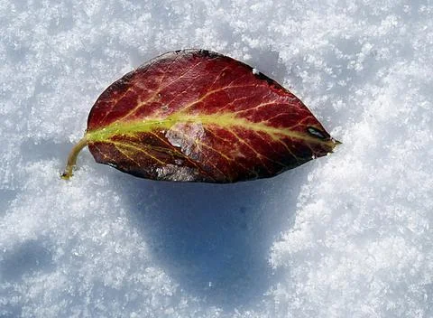 A small brown aspen leaf lying on the snow. Foto stock