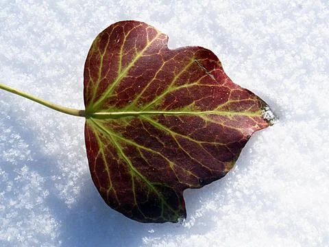A small brown aspen leaf lying on the snow. Stock Photos
