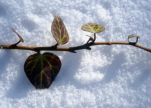 A small brown aspen leaf lying on the snow. Stock Photos
