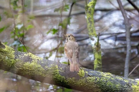 This small, brown-backed bird has a cream breast with distinctive dark, heart Stock Photos