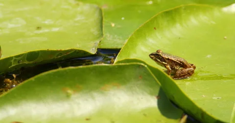 A small brown Balkan frog standing on a large green leaf of water lily Stock Footage 262569004